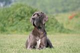 DOGUE ALLEMAND 429